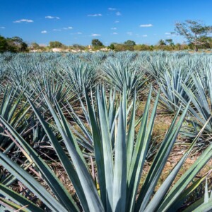 agave plants