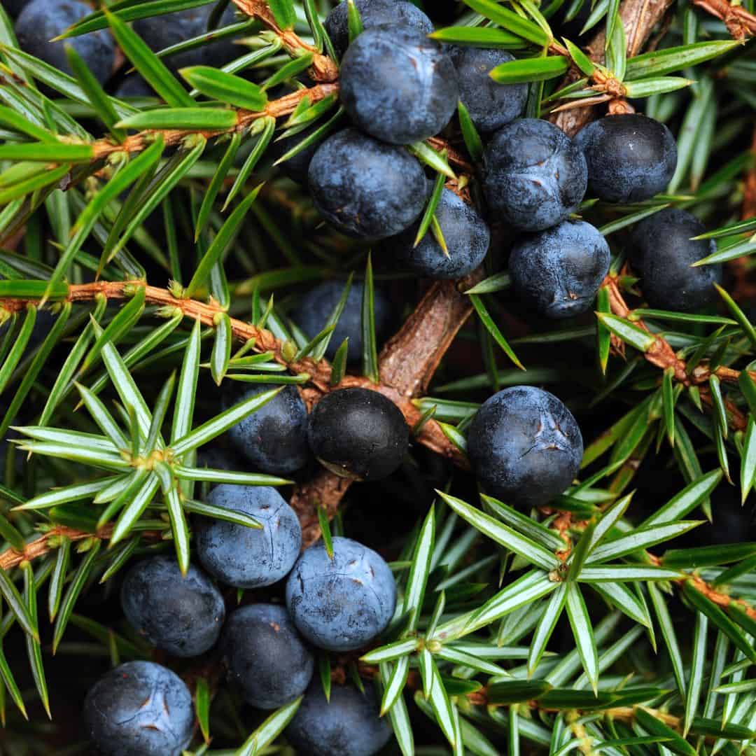 juniper berries